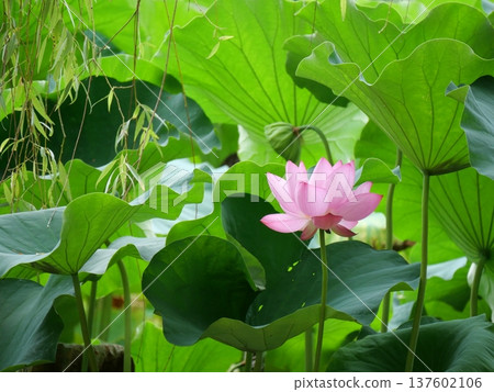 從葉子之間偷看的蓮花 137602106