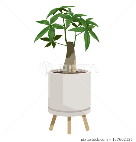 Pachira potted plant Simple flat illustration of a houseplant 137602125