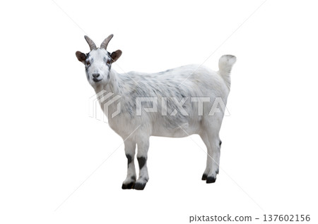 white goat isolated on white background white goat isolated on white background 137602156