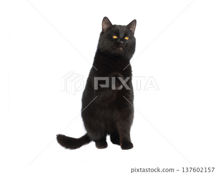 Black cat with raised paw isolated on white background Black cat with raised paw isolated on white background 137602157
