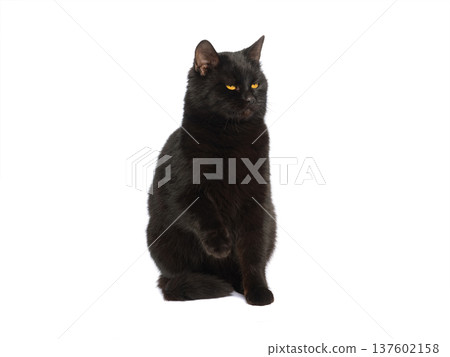 Black cat with raised paw isolated on white background Black cat with raised paw isolated on white background 137602158