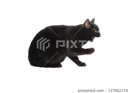 dissatisfied black cat isolated on white background 137602159