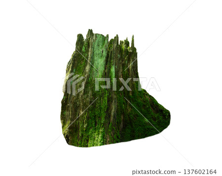old tree stump green  isolated on white background 137602164