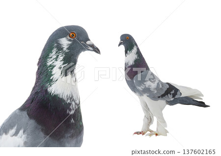 graceful pigeon ( English Pouter) isolated on white background graceful pigeon ( English Pouter) isolated on white background 137602165