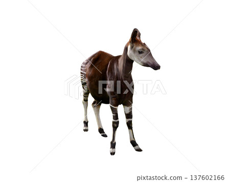 Okapi isolated on white background 137602166
