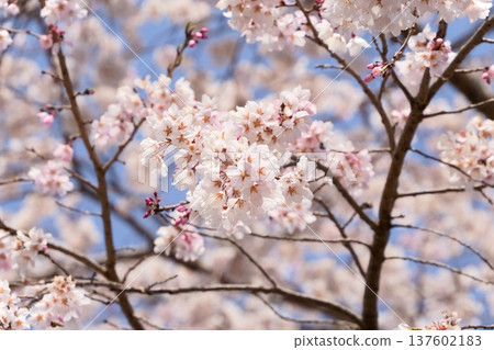 櫻花01 137602183