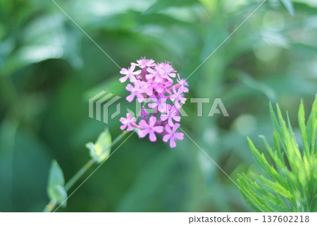 A shining pink flycatcher amongst the greenery A shining pink flycatcher amongst the greenery 137602218