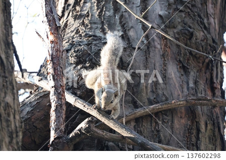 A wild squirrel reflected on the branches of a large tree in a park in Kathmandu, Nepal A wild squirrel reflected on the branches of a large tree in a park in Kathmandu, Nepal 137602298
