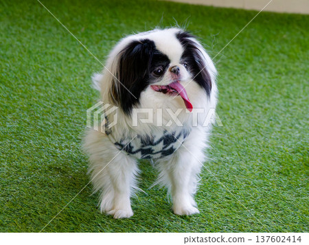 一隻可愛的日本狆犬在綠草地上吐著舌頭 一隻可愛的日本狆犬在綠草地上吐著舌頭 137602414