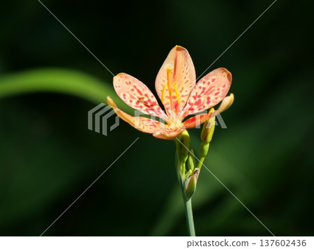 Hiougi flower 137602436