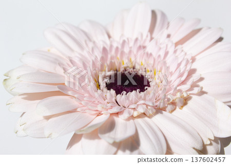 Close-up of a pink gerbera. 137602457