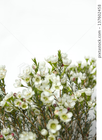 Wax flower with white background and white flowers 137602458