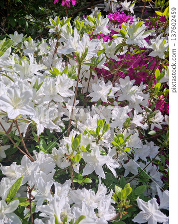 close-up royal azalea blossoms . white  royal azalea blossoms .  137602459