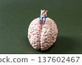 Miniature Man Relaxing on Human Brain Model Concept of Mental Health and Stress Relief 137602467
