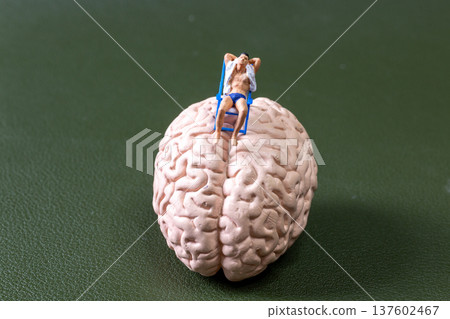 Miniature Man Relaxing on Human Brain Model Concept of Mental Health and Stress Relief Miniature Man Relaxing on Human Brain Model Concept of Mental Health and Stress Relief 137602467