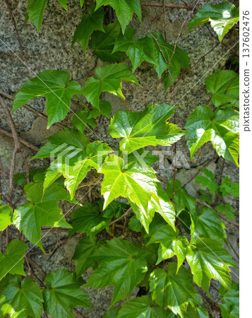 It's a spring morning glory vine. It's a spring morning glory vine. 137602476