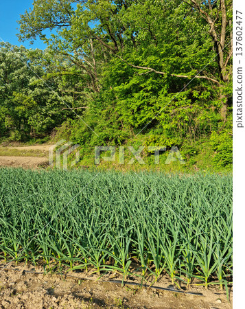 This is a landscape of garlic fields. This is a landscape of garlic fields. 137602477