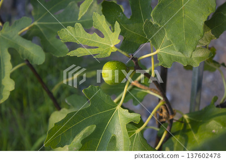 It is a fig tree with fruit. 137602478