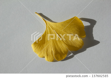 ginkgo leaf that have turned yellow. ginkgo leaf that have turned yellow. 137602585