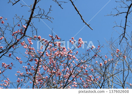 Plum blossoms herald the arrival of spring in a park in early spring Plum blossoms herald the arrival of spring in a park in early spring 137602608