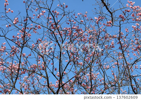 Plum blossoms herald the arrival of spring in a park in early spring Plum blossoms herald the arrival of spring in a park in early spring 137602609