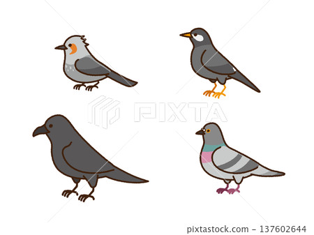 Wild bird illustration set (brown-eared bulbul, starling, crow, pigeon) 137602644