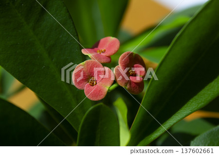 This is a close-up of a Euphorbia milii in bloom. This is a close-up of a Euphorbia milii in bloom. 137602661