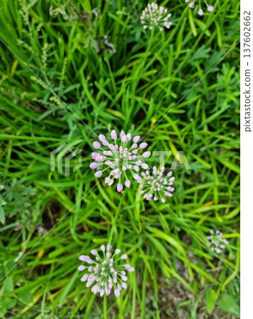 it is Chives with Flowers.  137602662