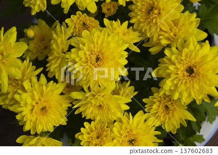 Close-up of a yellow chrysanthemum flower. 137602683