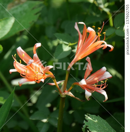夏日陽光下，毛地黃花競相綻放 137602705