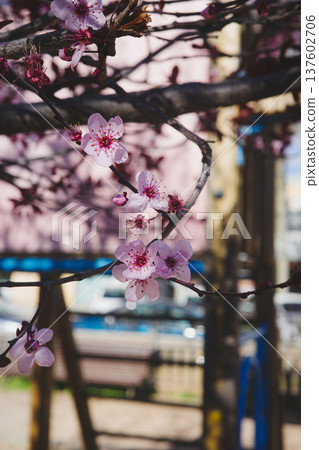 Pink spring blossom on tree branch in playground park Pink spring blossom on tree branch in playground park 137602706