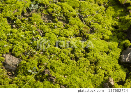 A close-up of moss and stones. A close-up of moss and stones. 137602724