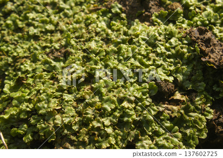 Marchantia lying on the ground Marchantia lying on the ground 137602725