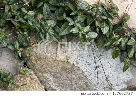 Close-up of Asian Jasmine leaves. 137602727