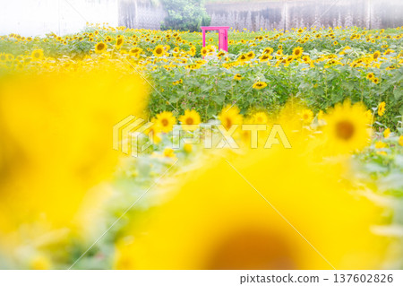 Tokotome Village, Tsu City, Mie Prefecture: A field of blooming sunflowers and a pink door 137602826