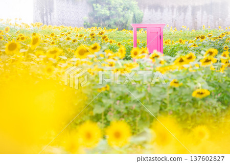 Tokotome Village, Tsu City, Mie Prefecture: A field of blooming sunflowers and a pink door 137602827