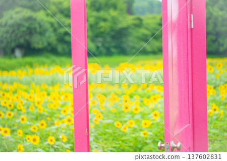 Tokotome Village, Tsu City, Mie Prefecture: A field of blooming sunflowers and a pink door 137602831