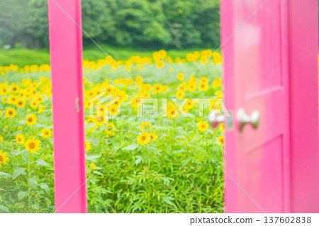 Tokotome Village, Tsu City, Mie Prefecture: A field of blooming sunflowers and a pink door 137602838