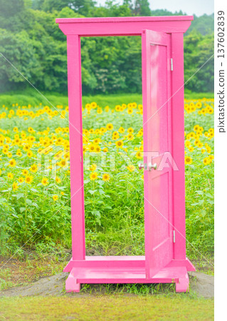 Tokotome Village, Tsu City, Mie Prefecture: A field of blooming sunflowers and a pink door 137602839