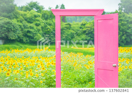 三重縣津市十濠村：盛開的向日葵花田和一扇粉紅色的門 137602841