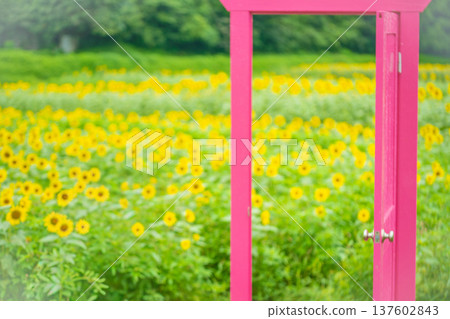 Tokotome Village, Tsu City, Mie Prefecture: A field of blooming sunflowers and a pink door 137602843