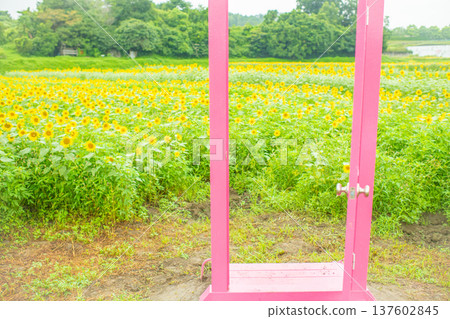Tokotome Village, Tsu City, Mie Prefecture: A field of blooming sunflowers and a pink door Tokotome Village, Tsu City, Mie Prefecture: A field of blooming sunflowers and a pink door 137602845