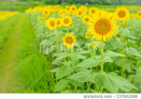A field of blooming sunflowers at Tokotome Village in Tsu City, Mie Prefecture A field of blooming sunflowers at Tokotome Village in Tsu City, Mie Prefecture 137602886