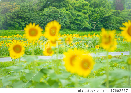 A field of blooming sunflowers at Tokotome Village in Tsu City, Mie Prefecture 137602887