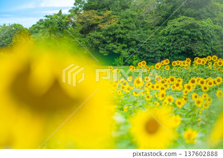 A field of blooming sunflowers at Tokotome Village in Tsu City, Mie Prefecture 137602888