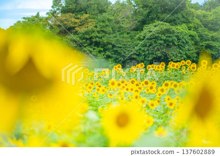 A field of blooming sunflowers at Tokotome Village in Tsu City, Mie Prefecture A field of blooming sunflowers at Tokotome Village in Tsu City, Mie Prefecture 137602889
