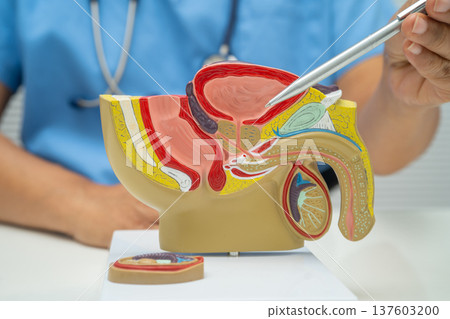 Male reproductive system, Asian doctor holding human anatomy model for study diagnosis and treatment in hospital. Male reproductive system, Asian doctor holding human anatomy model for study diagnosis and treatment in hospital. 137603200