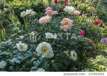 Herbaceous Peonies Pink Hawaiian Coral in flower Herbaceous Peonies Pink Hawaiian Coral in flower 137603682