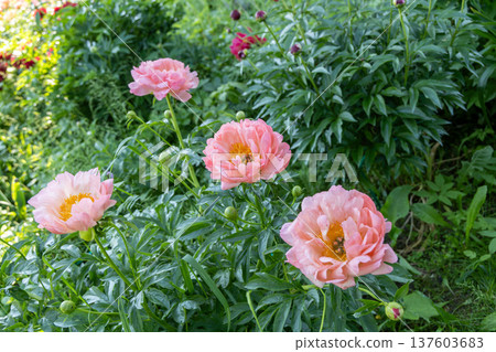 Herbaceous Peonies Pink Hawaiian Coral in flower Herbaceous Peonies Pink Hawaiian Coral in flower 137603683