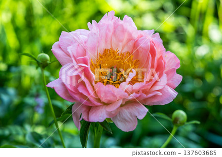 Herbaceous Peonies Pink Hawaiian Coral in flower Herbaceous Peonies Pink Hawaiian Coral in flower 137603685